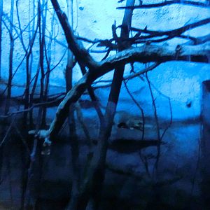 chinese ferret-badger (9th of september)- Praha Zoo