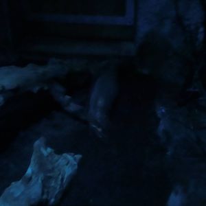 chinese ferret-badger (9th of september)- Praha Zoo