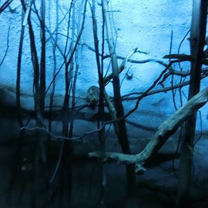 chinese ferret-badger (9th of september)- Praha Zoo