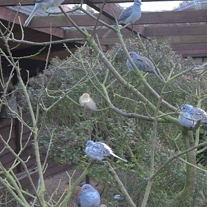 The Australian bush, 10th November 2014