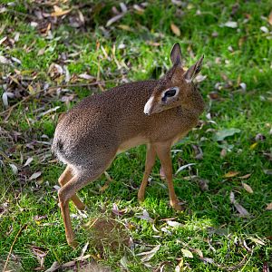 Kirks dik-dik : Colchester : 18 Oct 2014