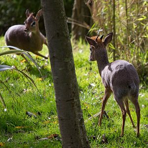 Kirks dik-dik : Colchester : 18 Oct 2014