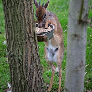 Kirks dik-dik : Colchester : 18 Oct 2014