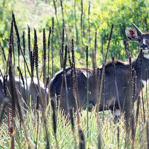 Mountain Nyalas in Bale Mountains NP, 16/10/14