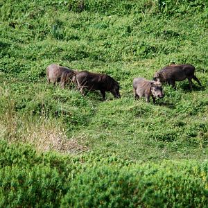 Common Warthogs in Bale Mountains NP, 16/10/14
