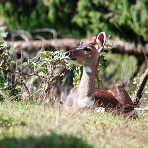Mountain Nyala in Bale Mountains NP, 16/10/14