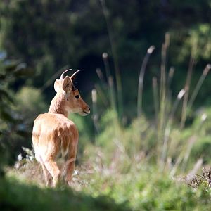 Bohor Reedbuck in Bale Mountains NP, 16/10/14