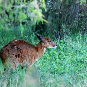 Menelik's Bushbuck in Bale Mountains NP, 16/10/14
