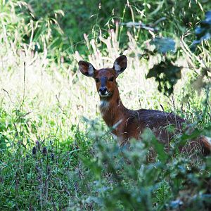 Menelik's Bushbuck in Bale Mountains NP, 16/10/14
