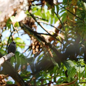 Abyssinian Catbird in Bale Mountains NP, 16/10/14