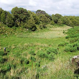 Nyala and Bushbuck Habitat in Bale Mountains NP, 16/10/14