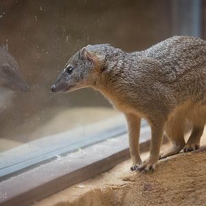 Narrow-striped boky : RSCC : 12 Oct 2014