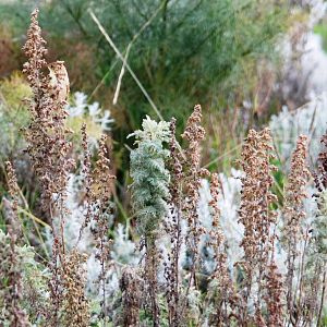 Ethiopian Cisticola in Bale Mountains NP, 16/10/14