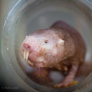 Naked mole-rat : Cotswold WP : 25 Oct 2014