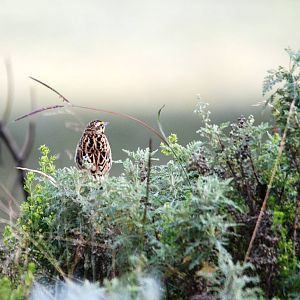 Abyssinian Longclaw in Bale Mountains NP, 16/10/14