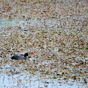 Red-knobbed Coot in Bale Mountains NP, 16/10/14