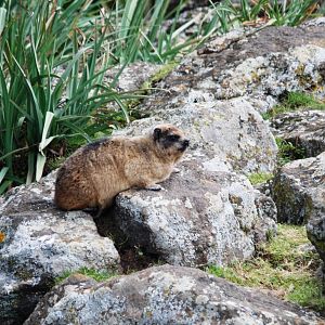 Rock Hyrax in Bale Mountains NP, 16/10/14