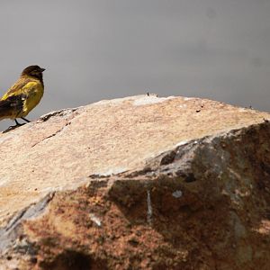 Ethiopian Siskin in Bale Mountains NP, 16/10/14