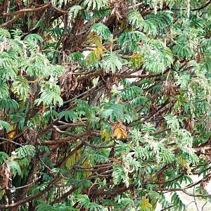 Spot the Ethiopian Cape Eagle Owl Challenge - Bale Mountains NP, 16/10/14
