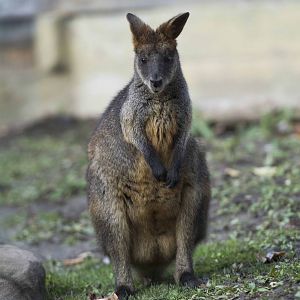 Swamp Wallaby