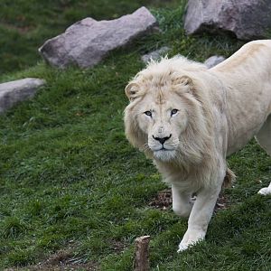 White Lion male