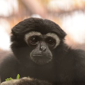 Pileated gibbon