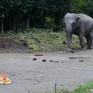 Birthday cake for Shree 2