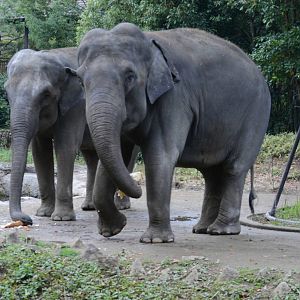 Asian elephants