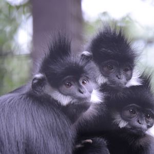 Francois langurs