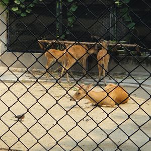 Hainan Eld's deer (Panolia eldii siamensis)-2011