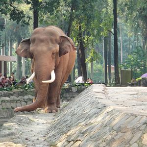 Asian elephant - 2011