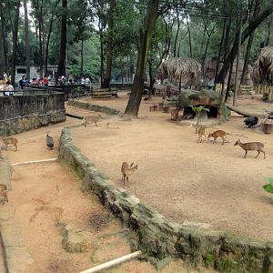 Muntjac exhibit - 2011