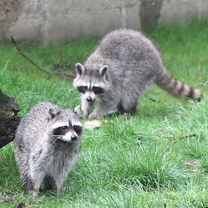 Raccoons