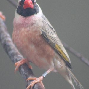 Red-billed quelea male