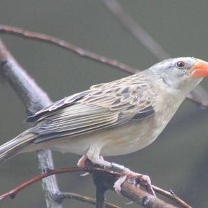 Red-billed quelea female