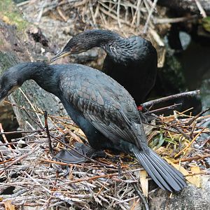 Cormorants
