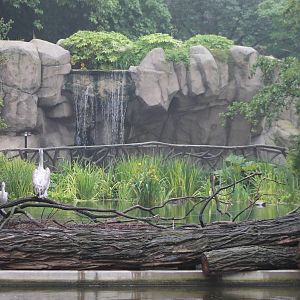 Pelican pond