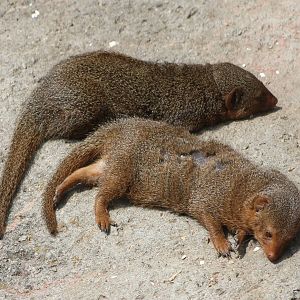 Dwarf mongooses