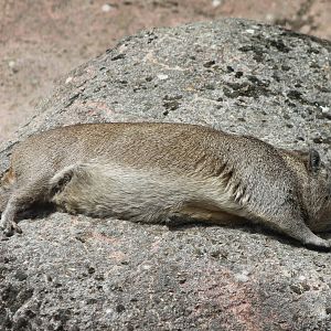 Rock hyrax