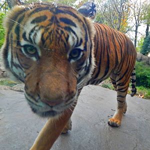 Oct. 2014 - Cat Canyon - Who Dey