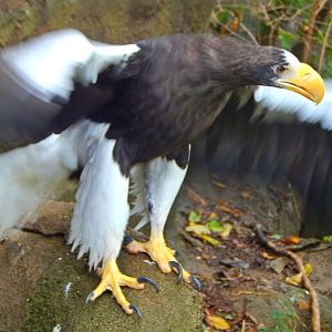 Oct. 2014 - Eagle Eyrie - Steller's Sea Eagle