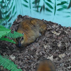 Greater malay chevrotain
