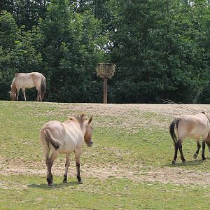 Part of the Przewalski horse enclosure