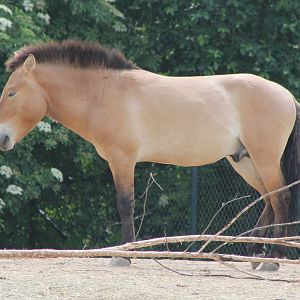 Przewalski horse