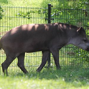 Brazilian tapir