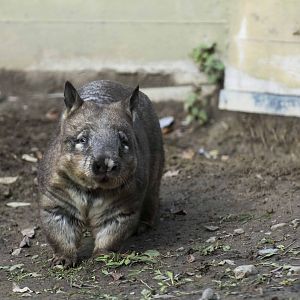 Southern Hairy-Nosed Wombat