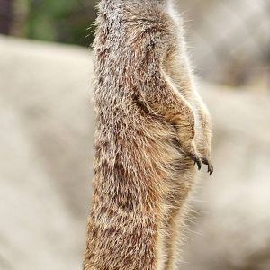Meerkat