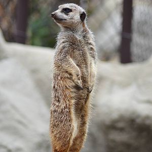 Meerkat