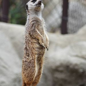 Meerkat