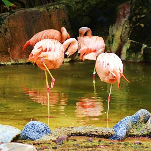 Chilean Flamingos
